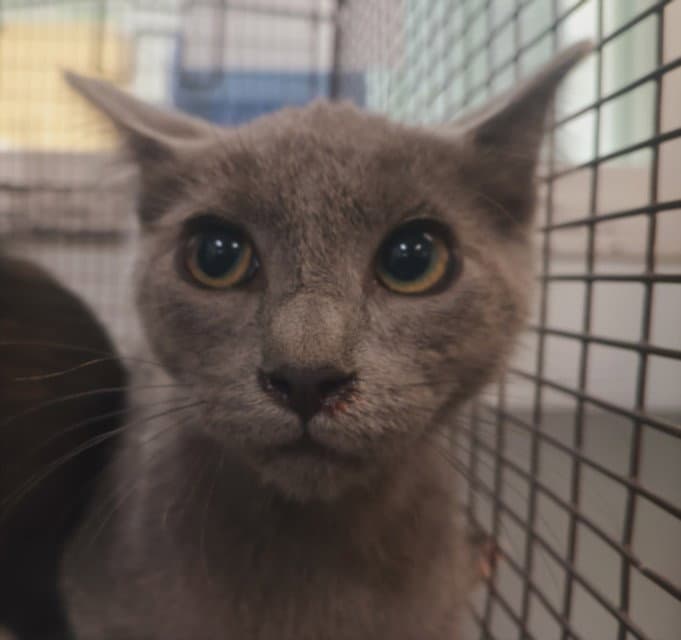 Sterling - Domestic Short Hair