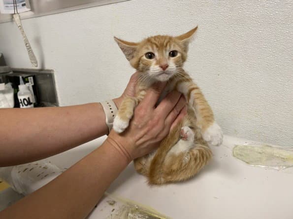 Troy - Domestic Short Hair