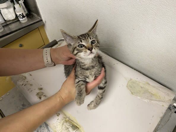 Ryan - Domestic Short Hair