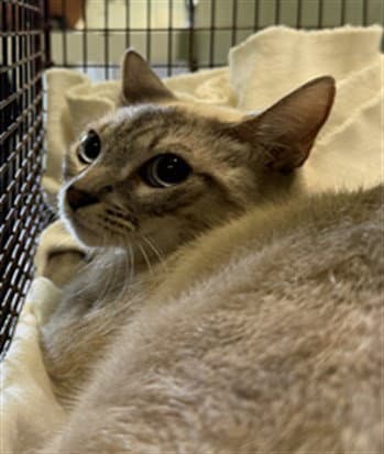 Mandy - Siamese