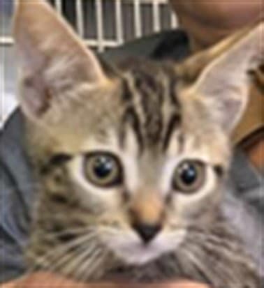 Coco - Domestic Short Hair