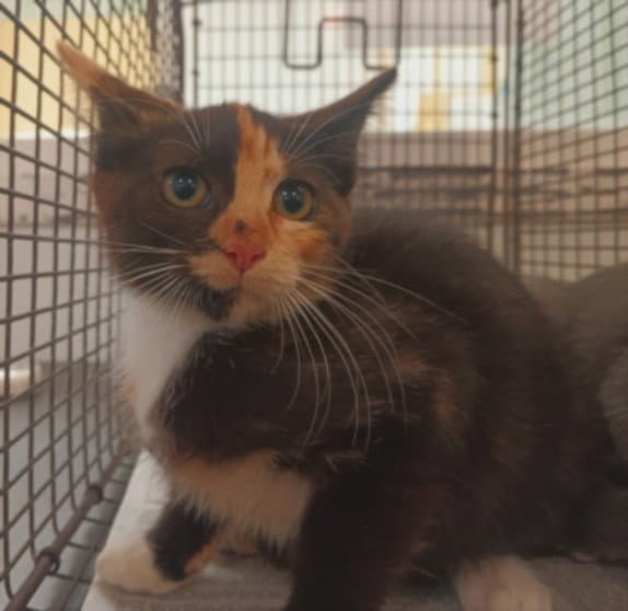 Unknown - Domestic Short Hair