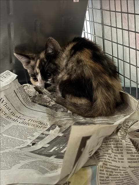 Pond - Domestic Short Hair