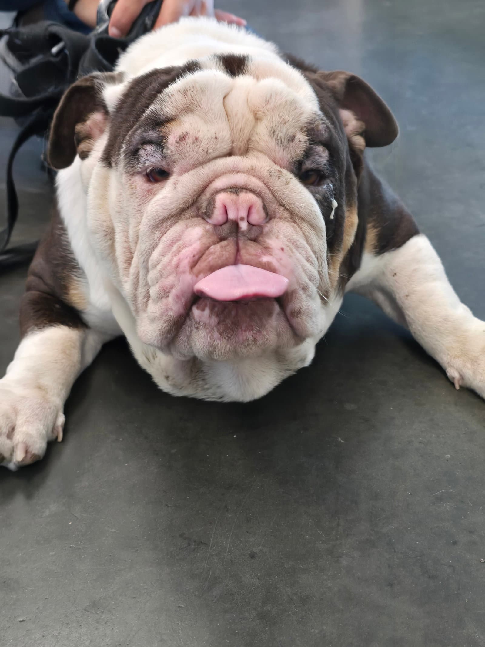 Archie - English Bulldog