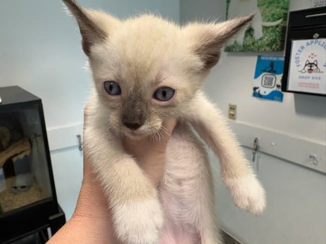 Duke - Siamese