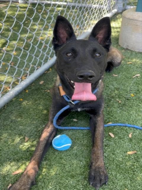 Stoli - Belgian Shepherd Malinois
