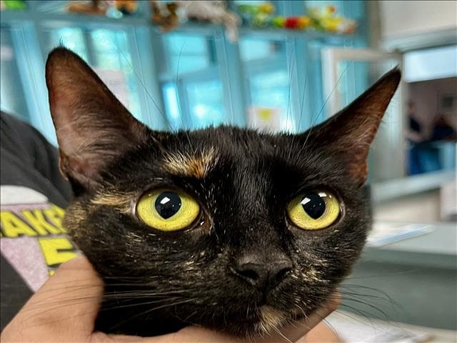 Ellie - Domestic Short Hair