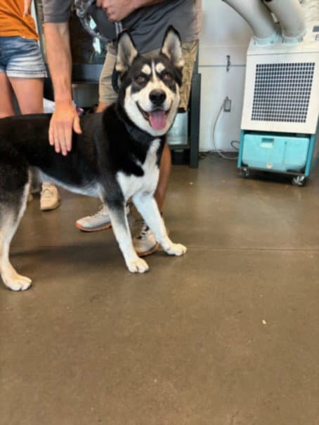 Sirius - Siberian Husky