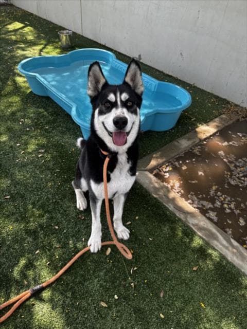 Sirius - Siberian Husky