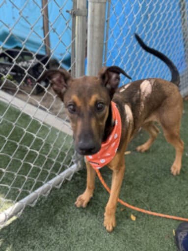 Lalo - Doberman Pinscher