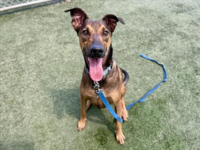 Lalo - Doberman Pinscher