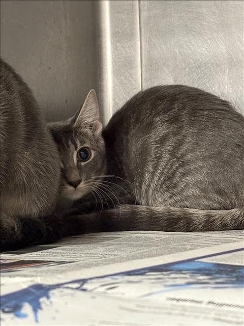 Unknown - Domestic Short Hair