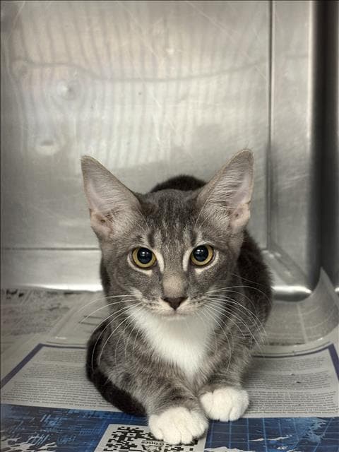 Unknown - Domestic Short Hair