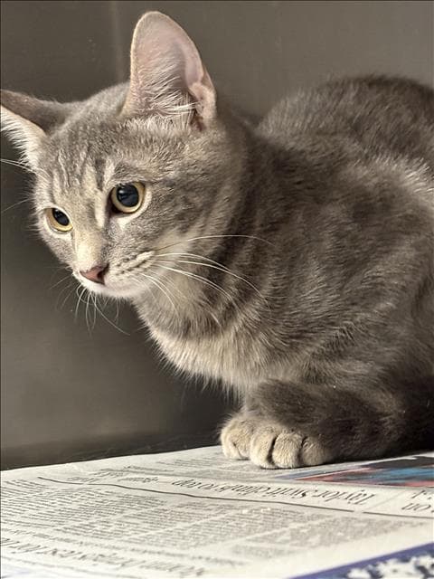 Unknown - Domestic Short Hair