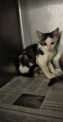 Unknown - Domestic Short Hair