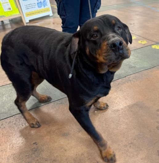 Solo - Rottweiler
