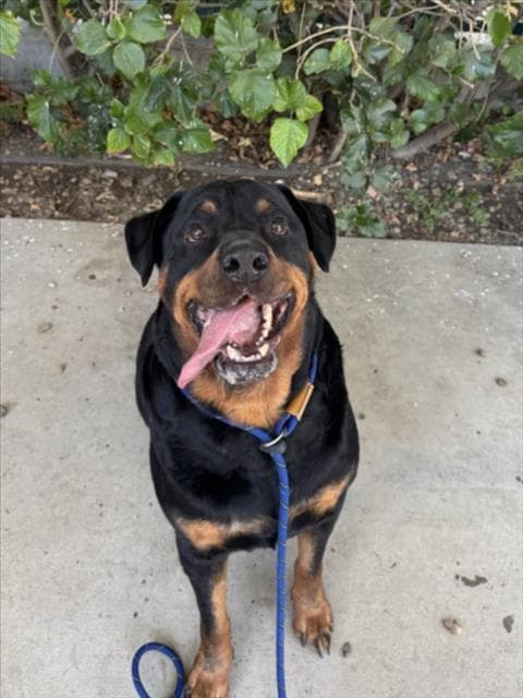 Solo - Rottweiler