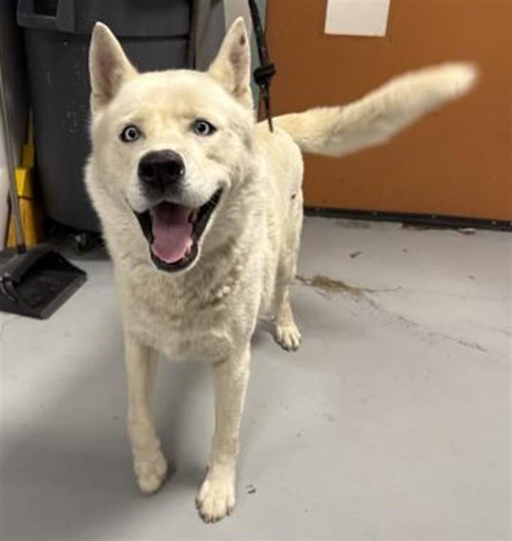 Leo - Siberian Husky