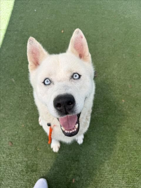 Leo - Siberian Husky