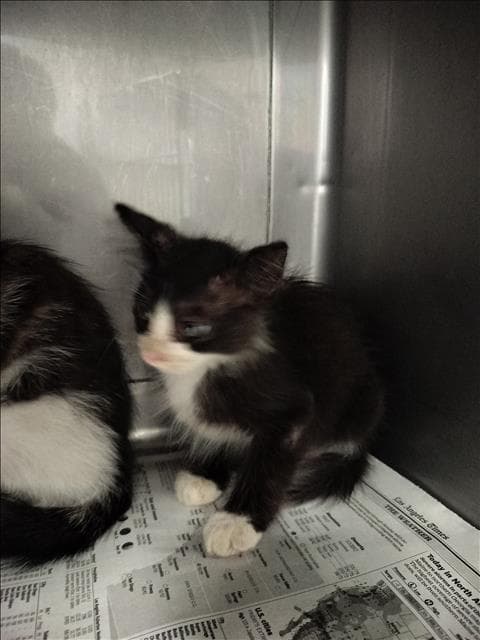 Lamos - Domestic Short Hair
