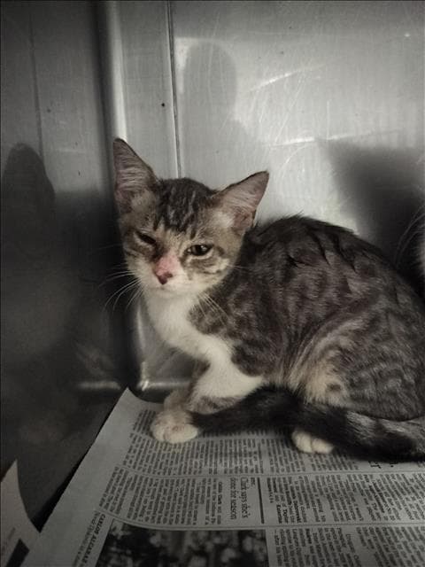 Rick - Domestic Short Hair