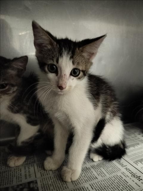 Darala - Domestic Short Hair