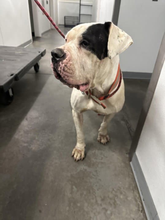 Big Momma - Mastiff