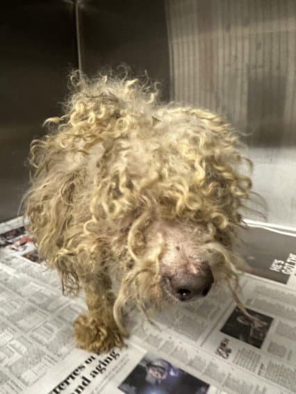 Baron - Poodle (Toy)