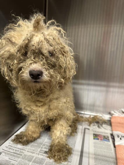 Marquis - Poodle (Toy)