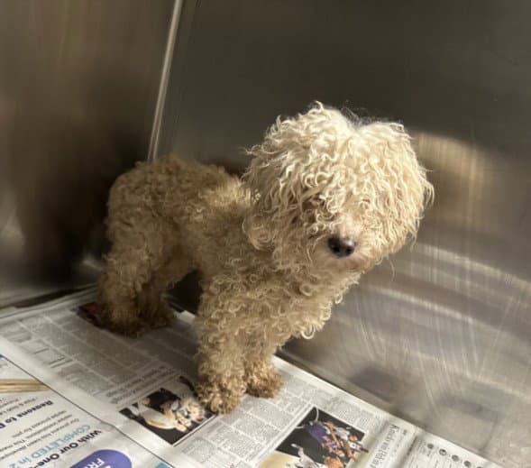 Duchess - Poodle (Toy)