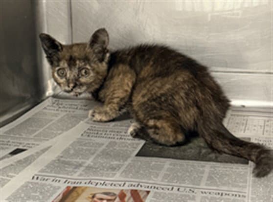 Dawn - Domestic Short Hair