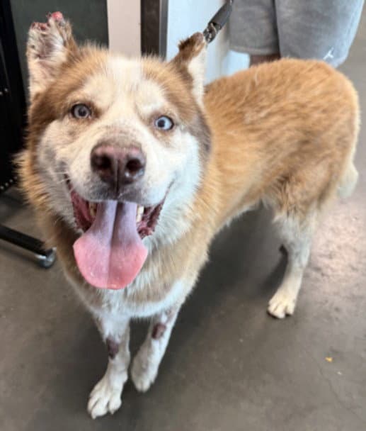 Maple - Husky