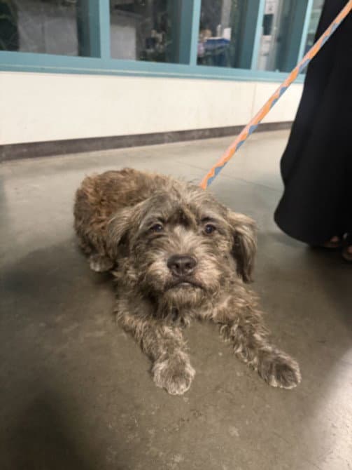 Ted - Schnauzer