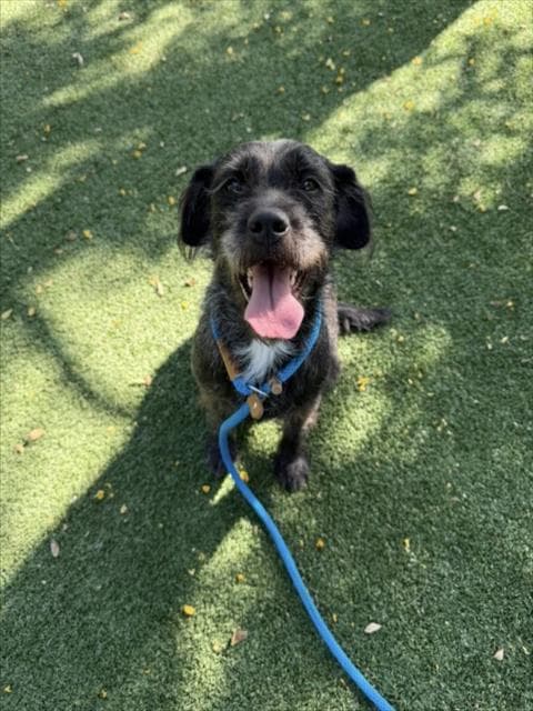 Athena - Schnauzer