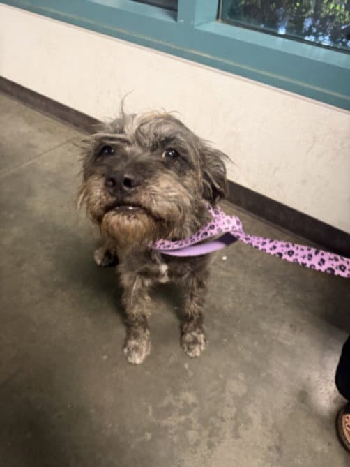 Mardi - Schnauzer