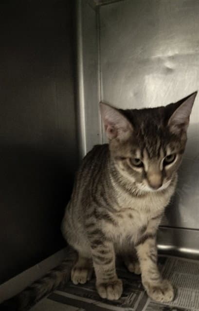 Tigre - Domestic Short Hair