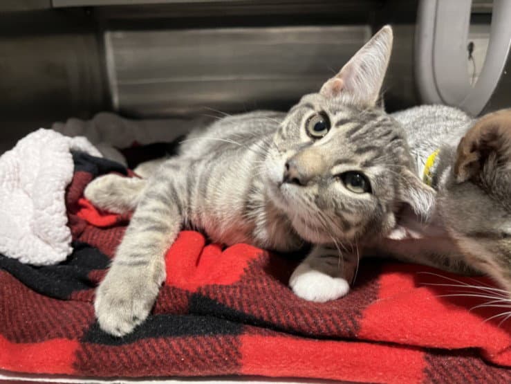 Tigre - Domestic Short Hair