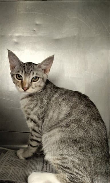Spike - Domestic Short Hair