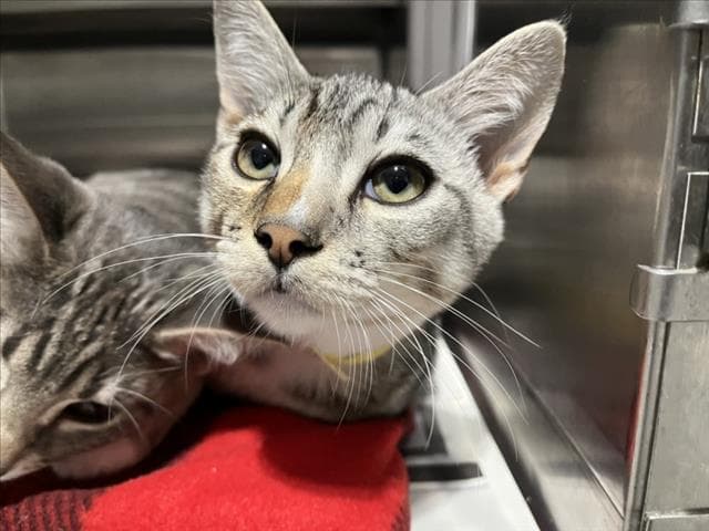 Spike - Domestic Short Hair