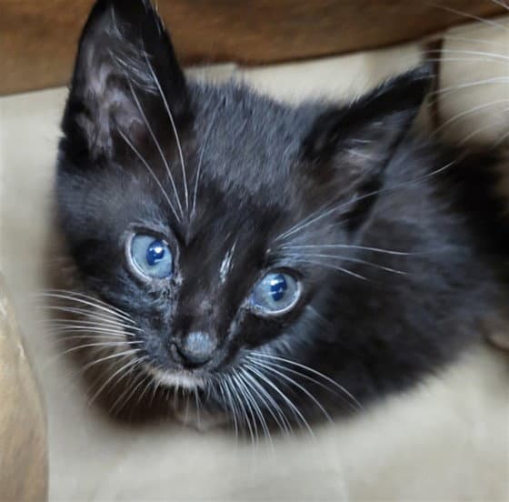 Honeydew - Domestic Short Hair