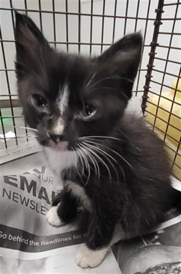 Gingerbread - Domestic Short Hair
