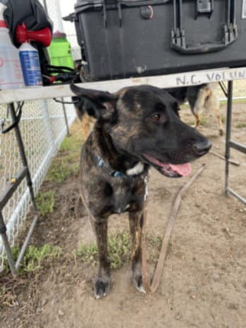 Boyd - German Shepherd Dog