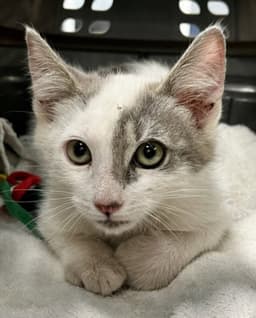 Mitsy image 1