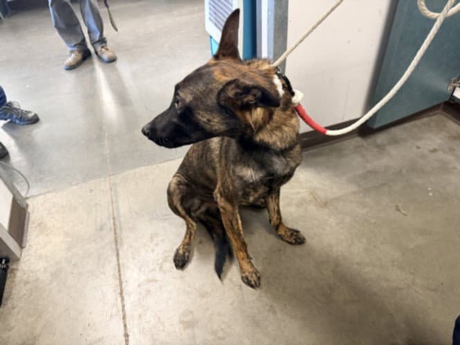 Duece - Belgian Shepherd Malinois