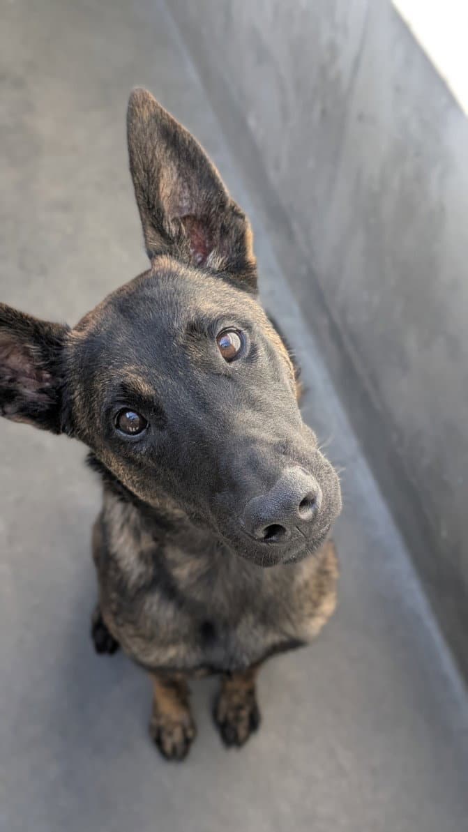 Duece - Belgian Shepherd Malinois