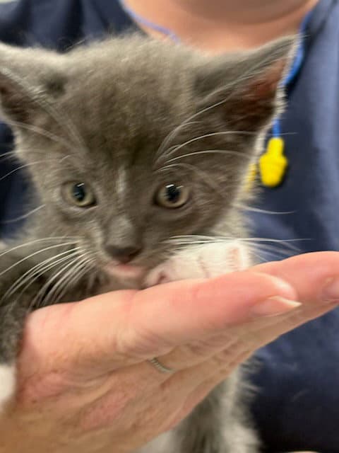 Horace - Domestic Short Hair