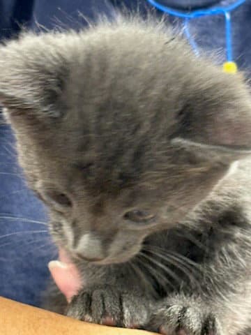 Andy - Domestic Short Hair