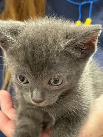 Dusty - Domestic Short Hair