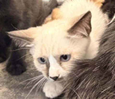 Lilly - Domestic Short Hair