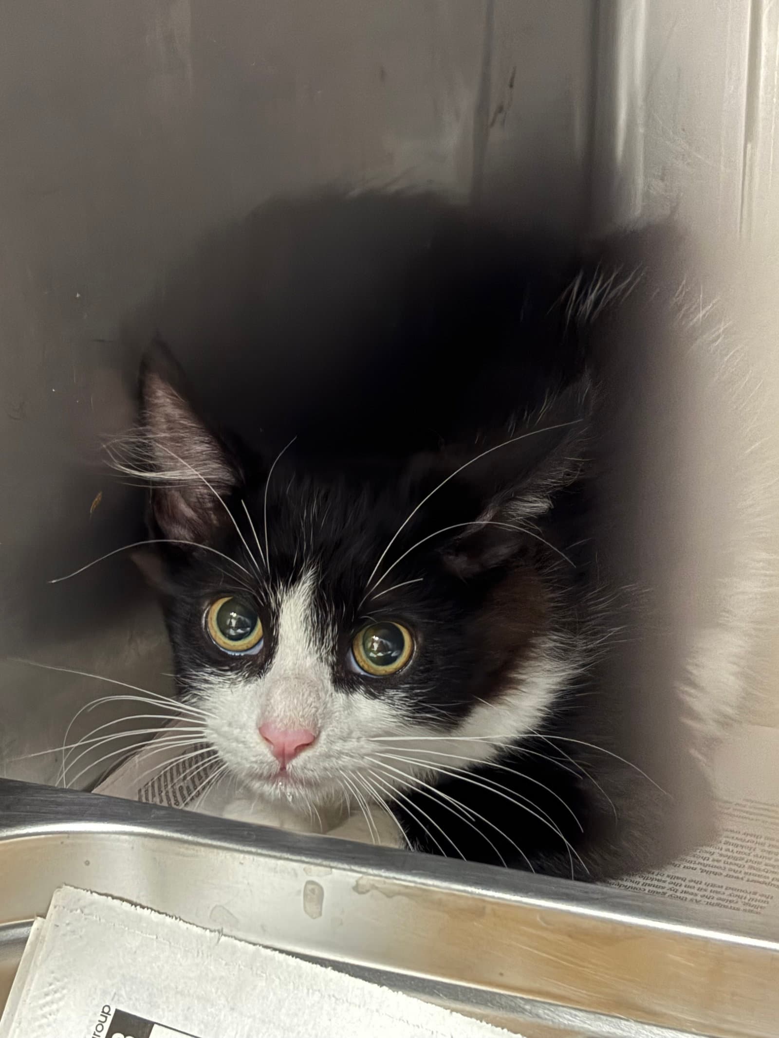 Jaxx - Domestic Short Hair